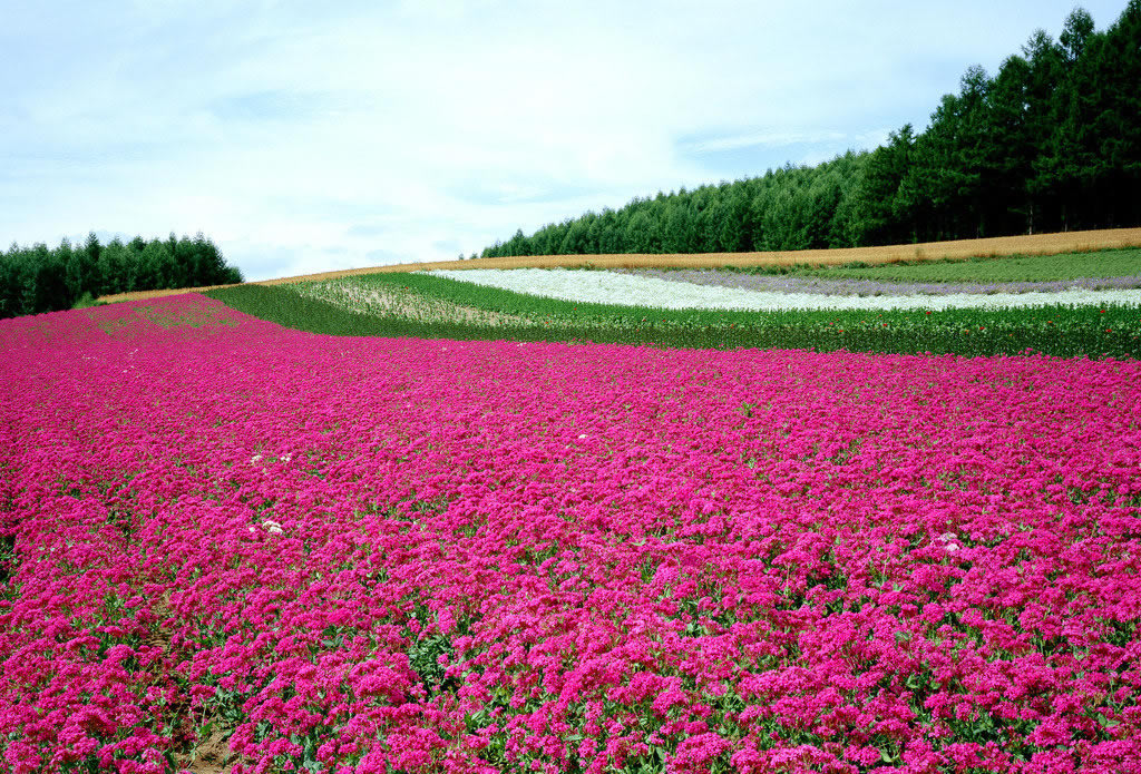 生态园风景