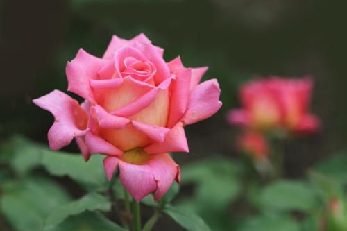 花卉视觉基地