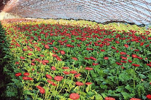 花卉视觉基地