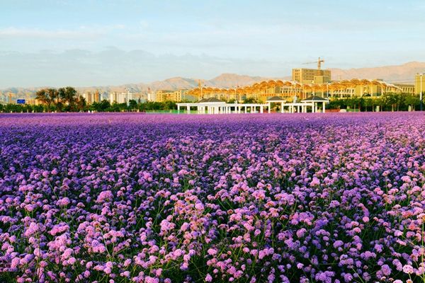 花卉视觉基地