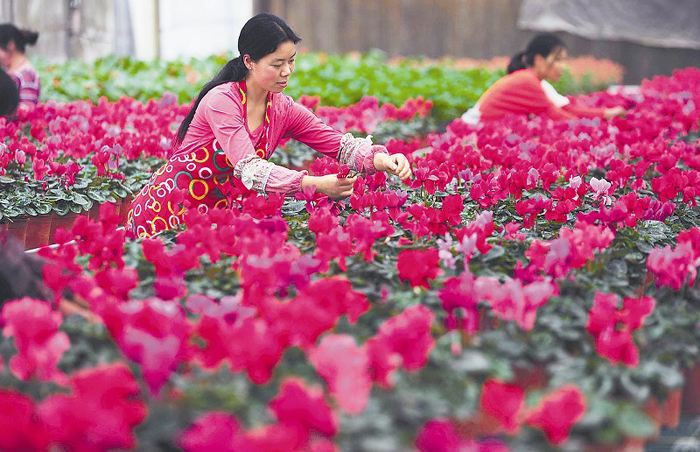 花卉视觉基地
