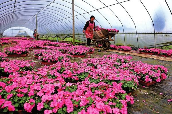 花卉视觉基地